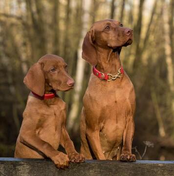 Obedience courses