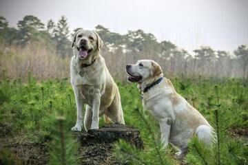 Dog show training